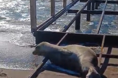 AKDENİZ FOKU SAHİLDE GÖRÜLDÜ